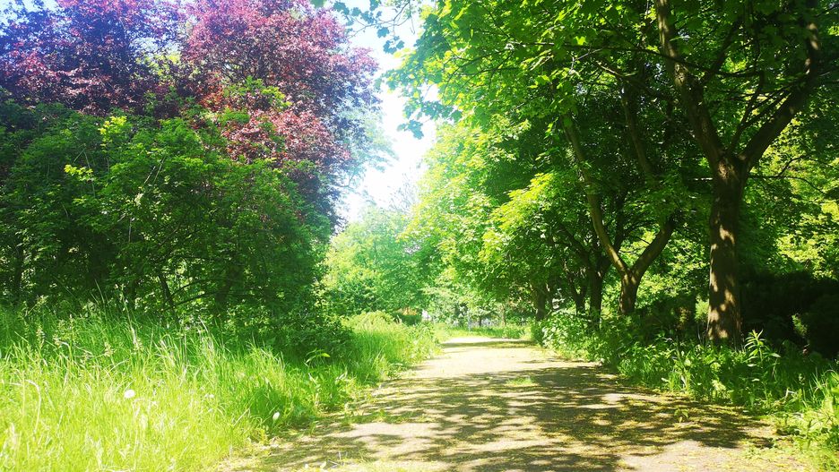Park zachwyca zielenią na każdym kroku