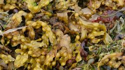 Morszczyn pęcherzykowaty - właściwości, działanie i przeciwwskazania