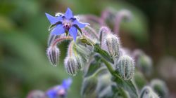 Ogórecznik - wygląd, właściwości, działanie i zastosowanie