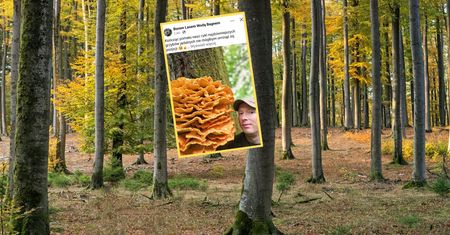 "Smakuje jak kurczak". Leśnik pokazał niezwykłego grzyba