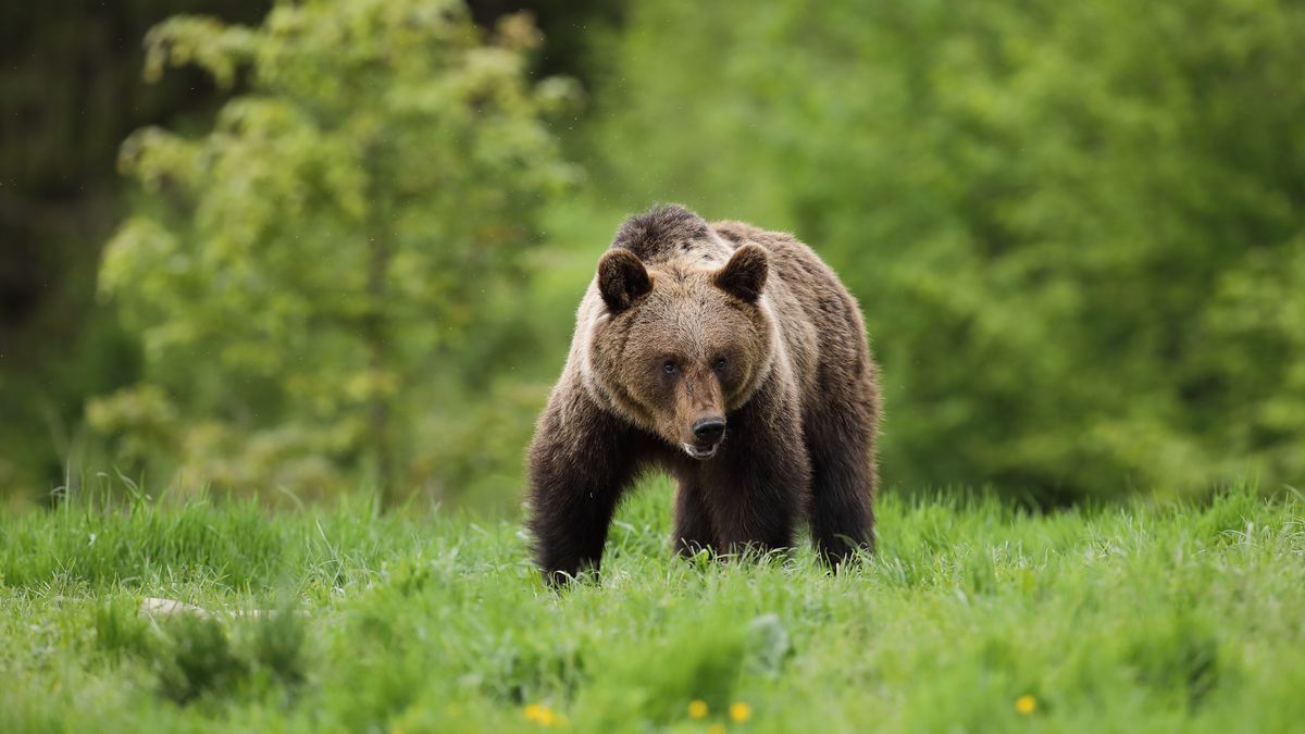 niedźwiedź, niedźwiedź brunatny, bear, brown bear, drapieznik, groźny, futro, ssak, ursus, ursus arctos, dziki, ssaki, dzika natura, zwierzak, polowanie, hunting, tatry, karpaty, bieszczady