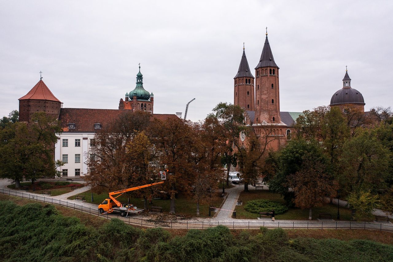 Pielęgnacja zieleni w Jarze Abisynia – miasto zadba o drzewa i tereny zielone w Płocku