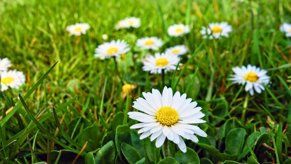 Ta roślina to znakomita alternatywa dla trawnika 