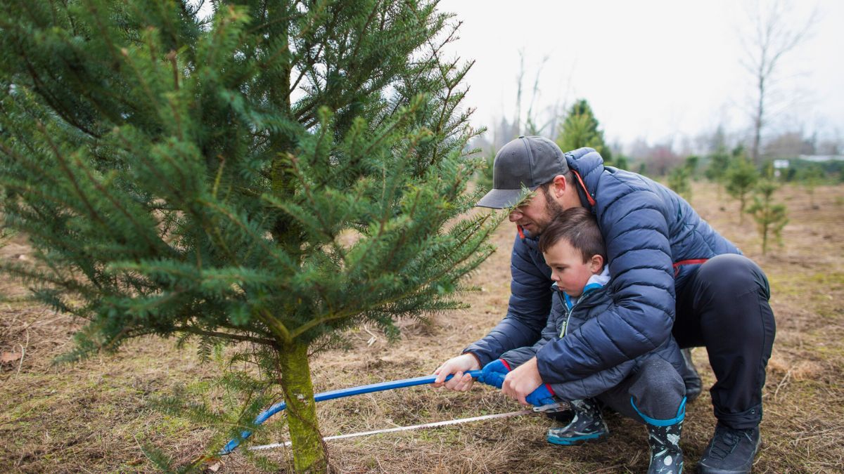  Ojciec z synem ścinają choinkę