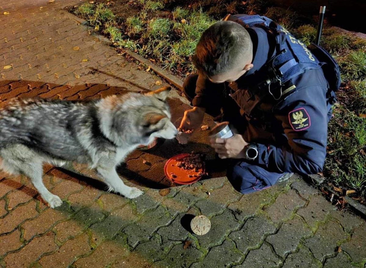 pies, sok, interwencja W każdej chwili mógł zginąć pod kołami pociągu. Bohaterska interwencja SOK