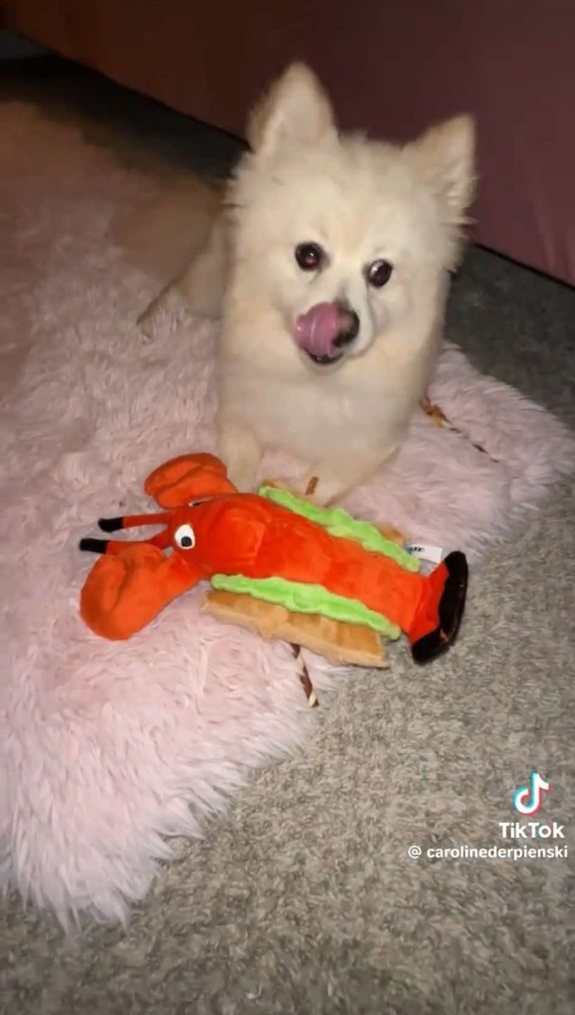 Caroline pokazuje, co kupiła za pieniądze zebrane na live