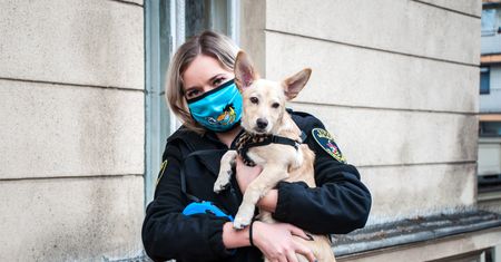Sosnowiec. Straż miejska ma nowego członka. Strażnicy adoptowali psa