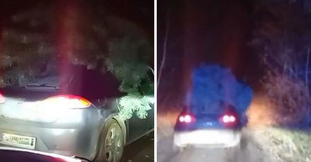 Ukradli choinkę lasu. Wpadli wioząc drzewko na dachu