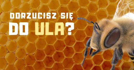 Wrocław. Nowe miejskie pasieki. To się opyla