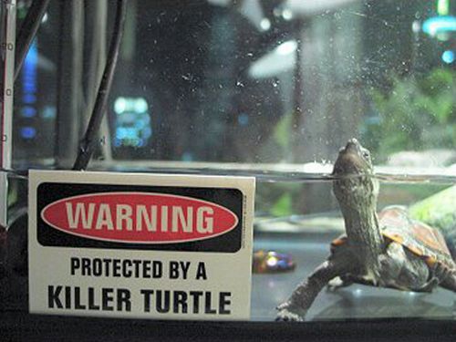Zabójczy film z zabójczym żółwiem [klip]