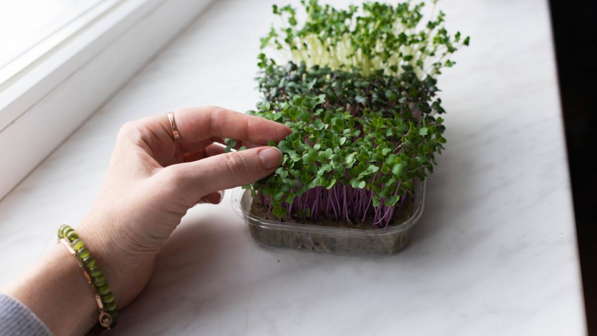 Rzeżucha powinna być obecna w diecie nie tylko na święta