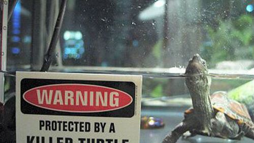 Zabójczy film z zabójczym żółwiem [klip] 1