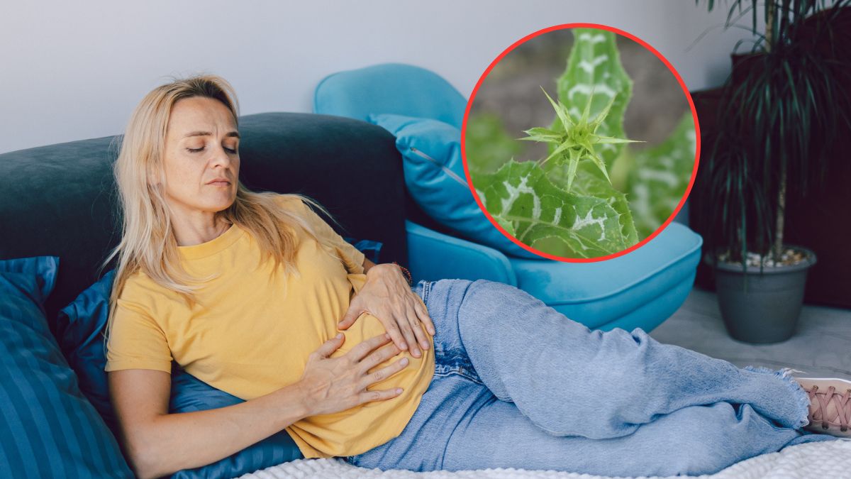 Ta roślina może wspomóc regenerację wątroby