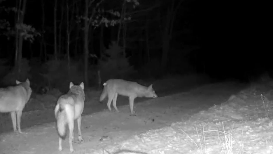 Fotopułapka uchwyciła cztery wilki 