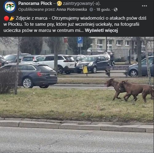 Agresywne psy