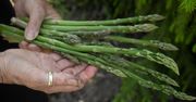 Niemcy znów liczą na Polaków. Rusza sezon na szparagi