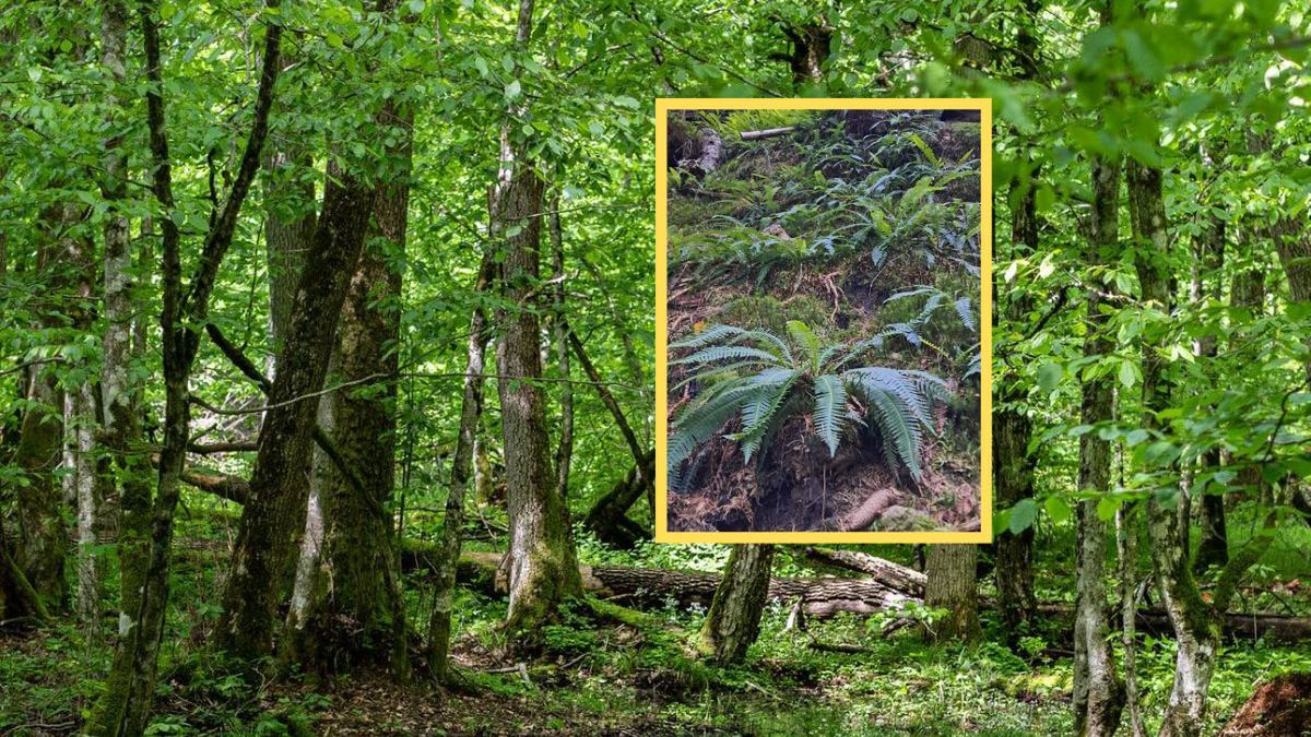 Paprocie – żywe skamieniałości lasów