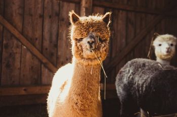 Rusza modernizacja mini-zoo w Arboretum Bramy Morawskiej.  Będzie zamknięte do odwołania. Dołączą potem nowe zwierzęta