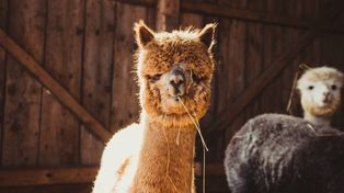 Rusza modernizacja mini-zoo w Arboretum Bramy Morawskiej.  Będzie zamknięte do odwołania. Dołączą potem nowe zwierzęta