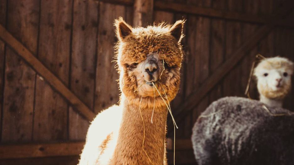 Rusza modernizacja Mini-Zoo