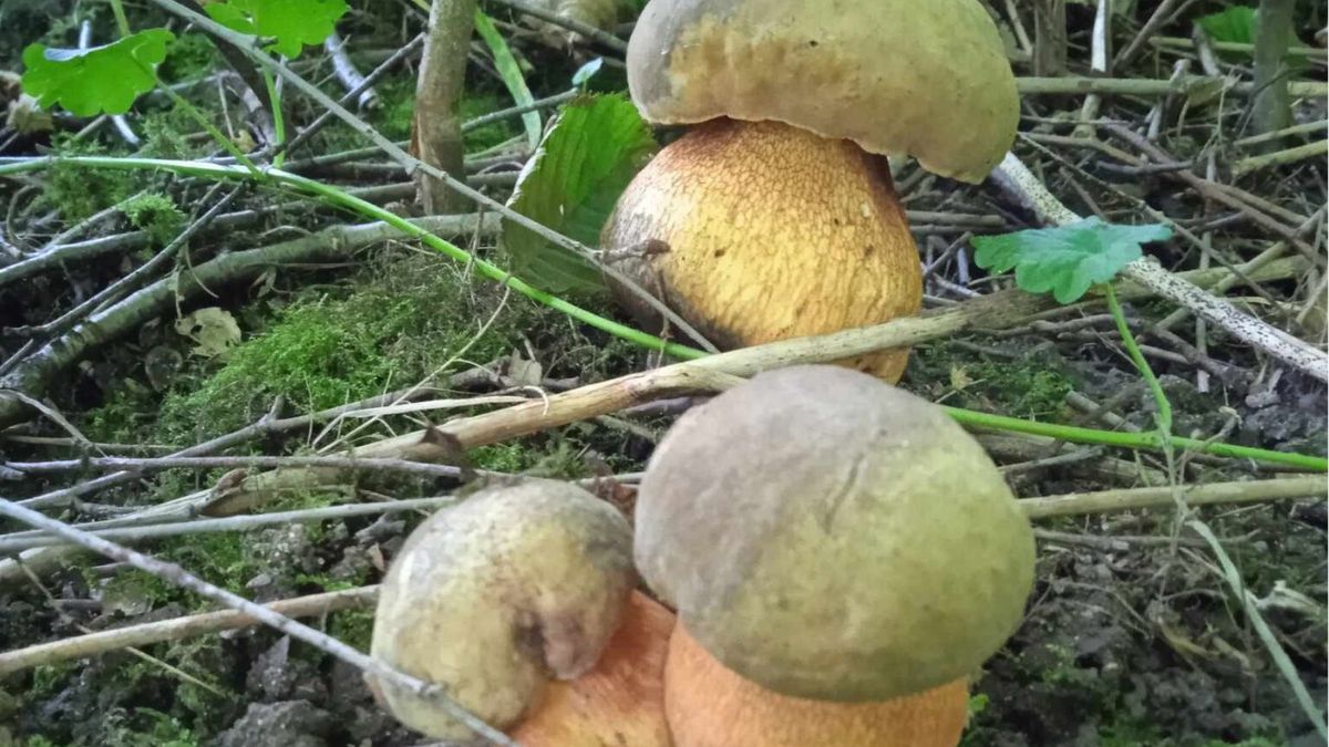 Wysyp grzybów w niektórych regionach Polski skłania do leśnych wycieczek