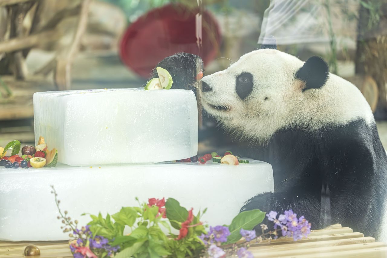Nowi mieszkańcy w łódzkim zoo. Duży kot i mały wielbłądowaty. Do zobaczenia na wybiegach