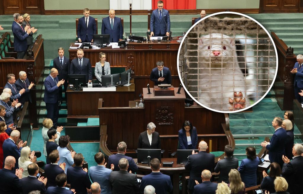 Zakaz hodowli zwierząt na futro. Sejm ruszy z pracami, na stole są dwa projekty