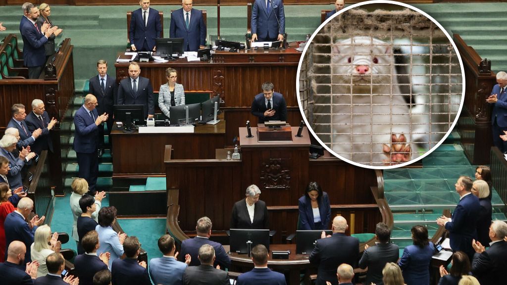 Sejm wyciąga z "zamrażarki" projekty dot. zakazu hodowli zwierzą