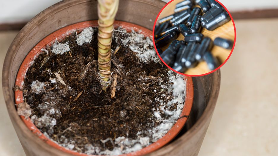 Jak pozbyć się pleśni z doniczki?