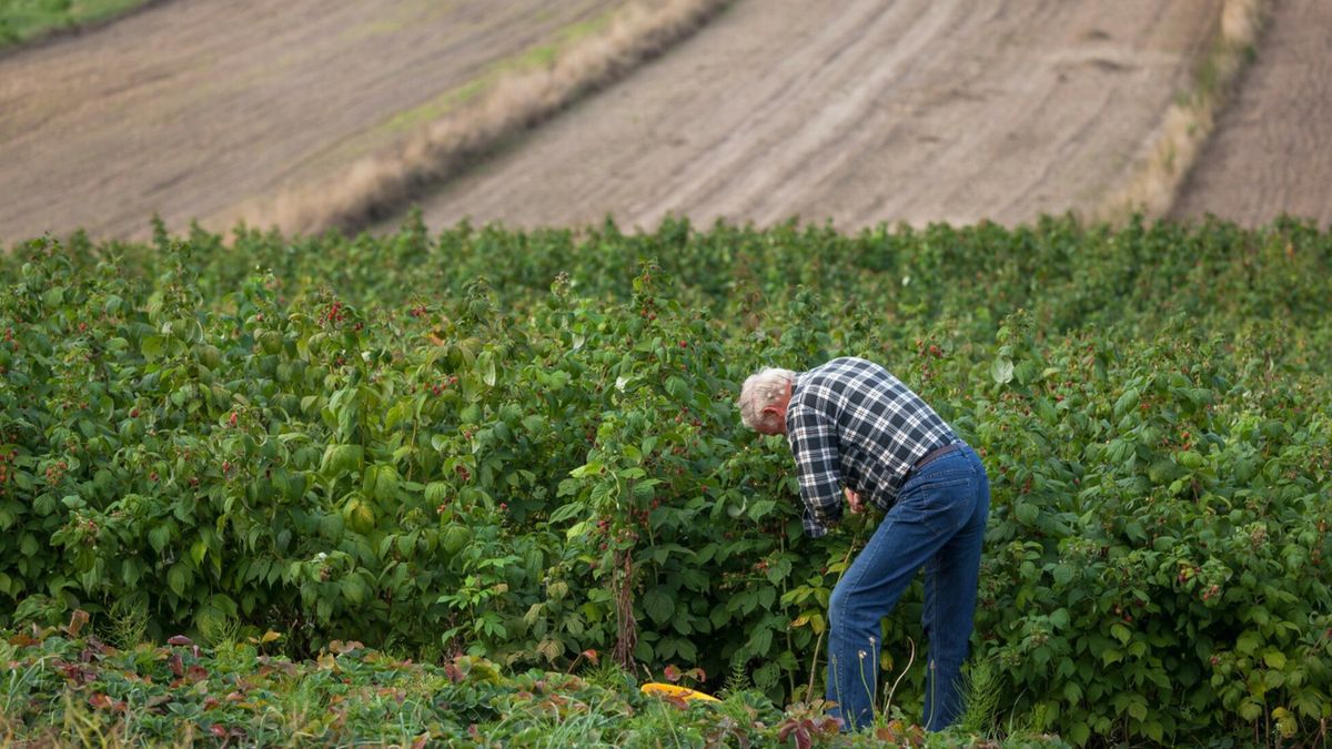 Brakuje pracowników do pracy przy zbiorach owoców w Polsce