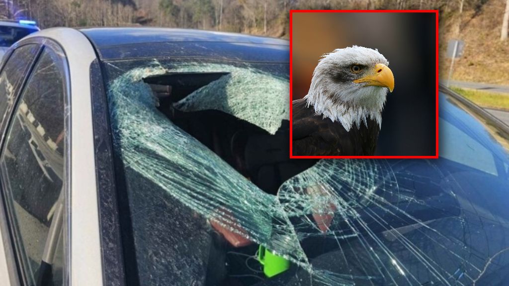 Bielik amerykański zrzucił kota. Doszło do wypadku