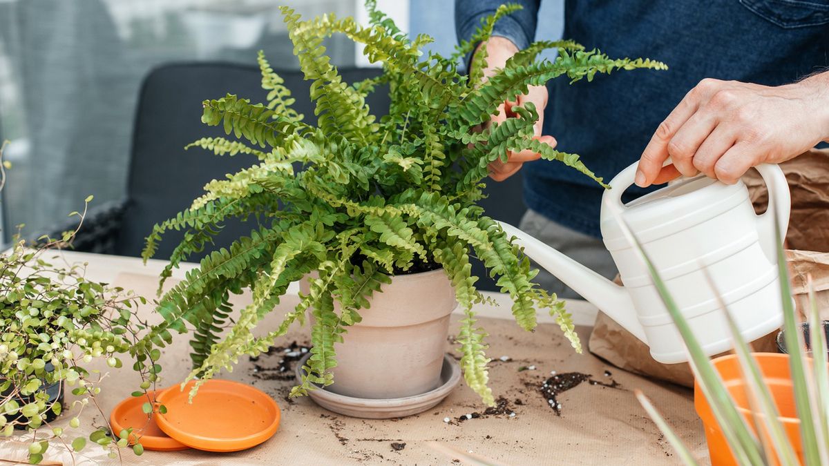 Podlewanie paprotki.