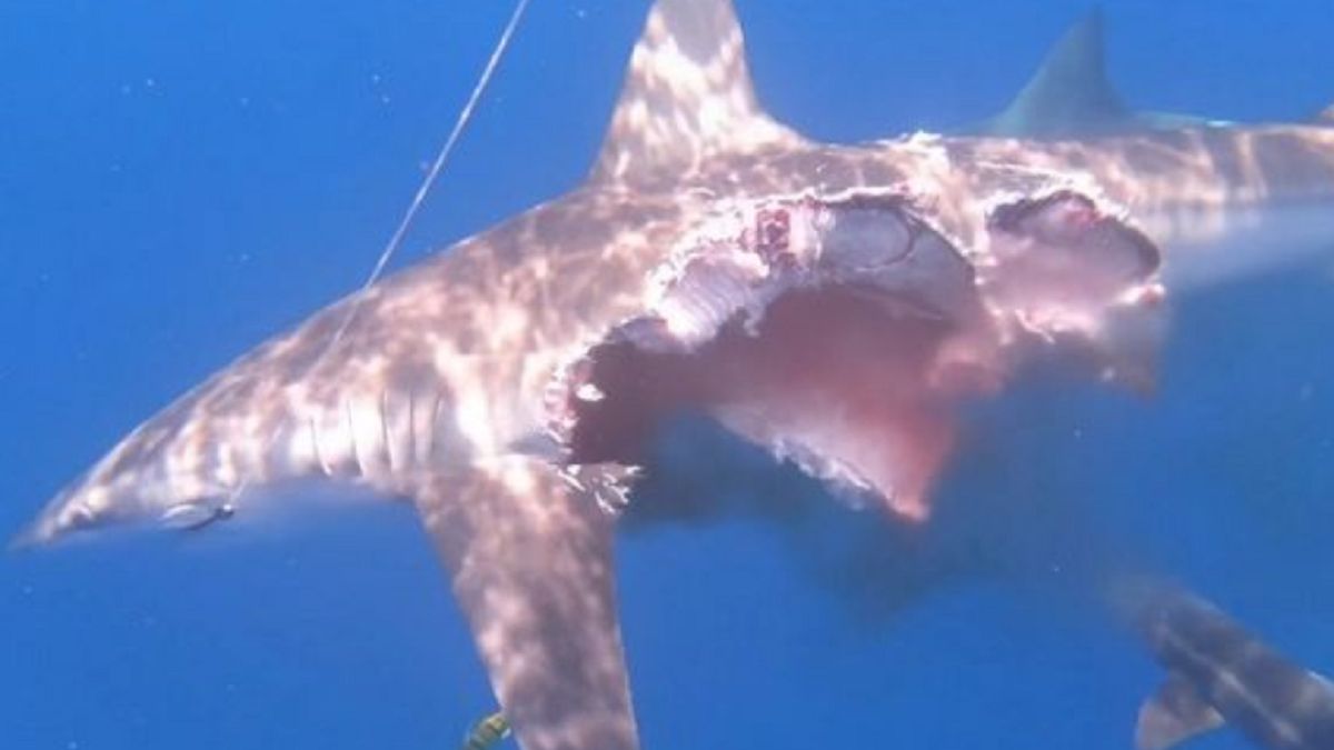 Rekin został od razu zaatakowany przez inne osobniki.