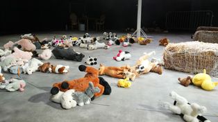 Teatr Polski we Wrocławiu wystawia "Folwark zwierzęcy" w dwóch wersjach