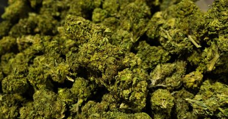 USA. Nowy Jork zalegalizował użycie marihuany w celach rekreacyjnych