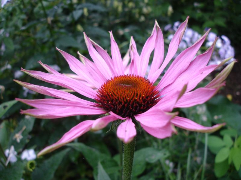 Echinacea, czyli remedium dla naiwnych