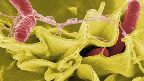 Czy zagrażają nam bakterie glebowe? 1