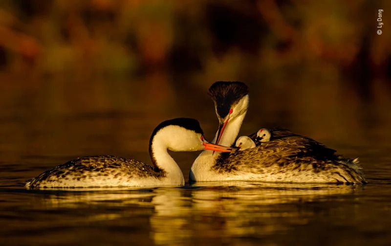Publiczność wybrała najlepsze zdjęcia konkursu Wildlife Photographer of the Year 2021. Oto one 16