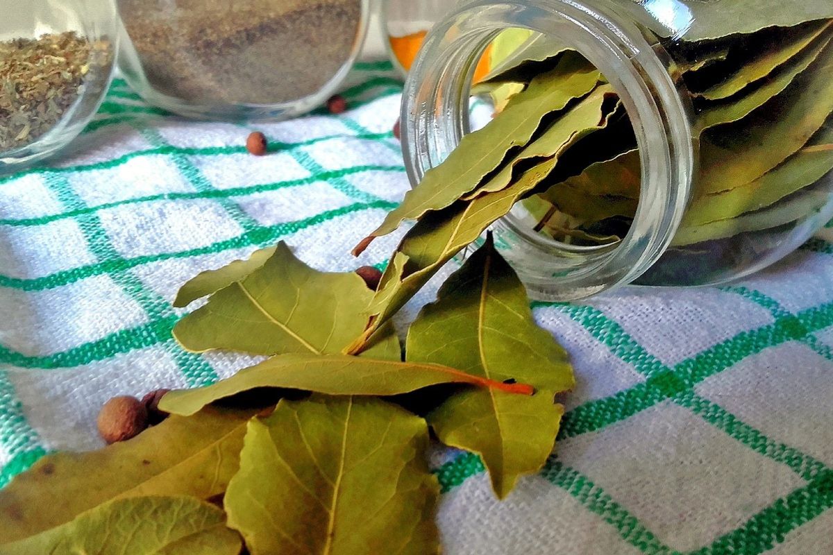 Arrange the bay leaves on the radiator.