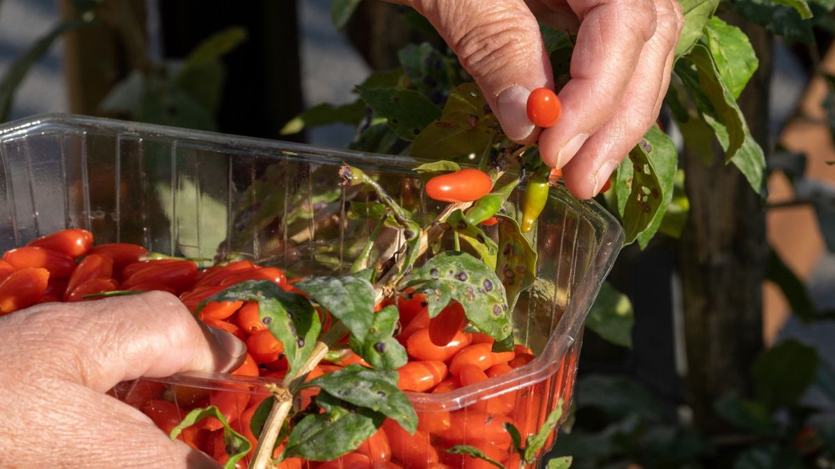 Świeże jagody goji zbierane prosto z krzaczka