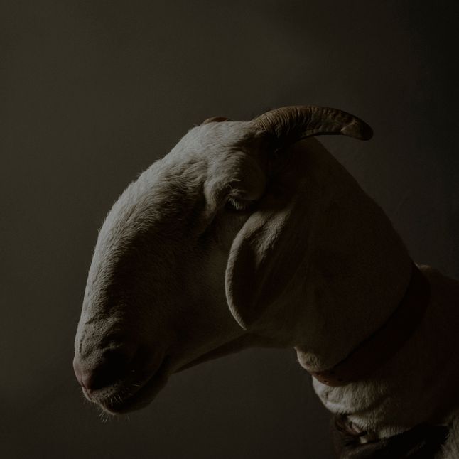 White Gold, trzyletnia owca ladoum ze stada Keur Mame Seydi, która mierzy 106 cm w kłębie i 150 cm długości.