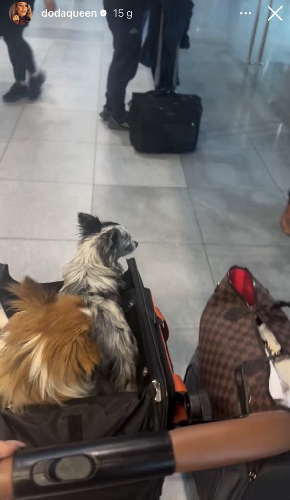 Doda relacjonuje podróż z psami