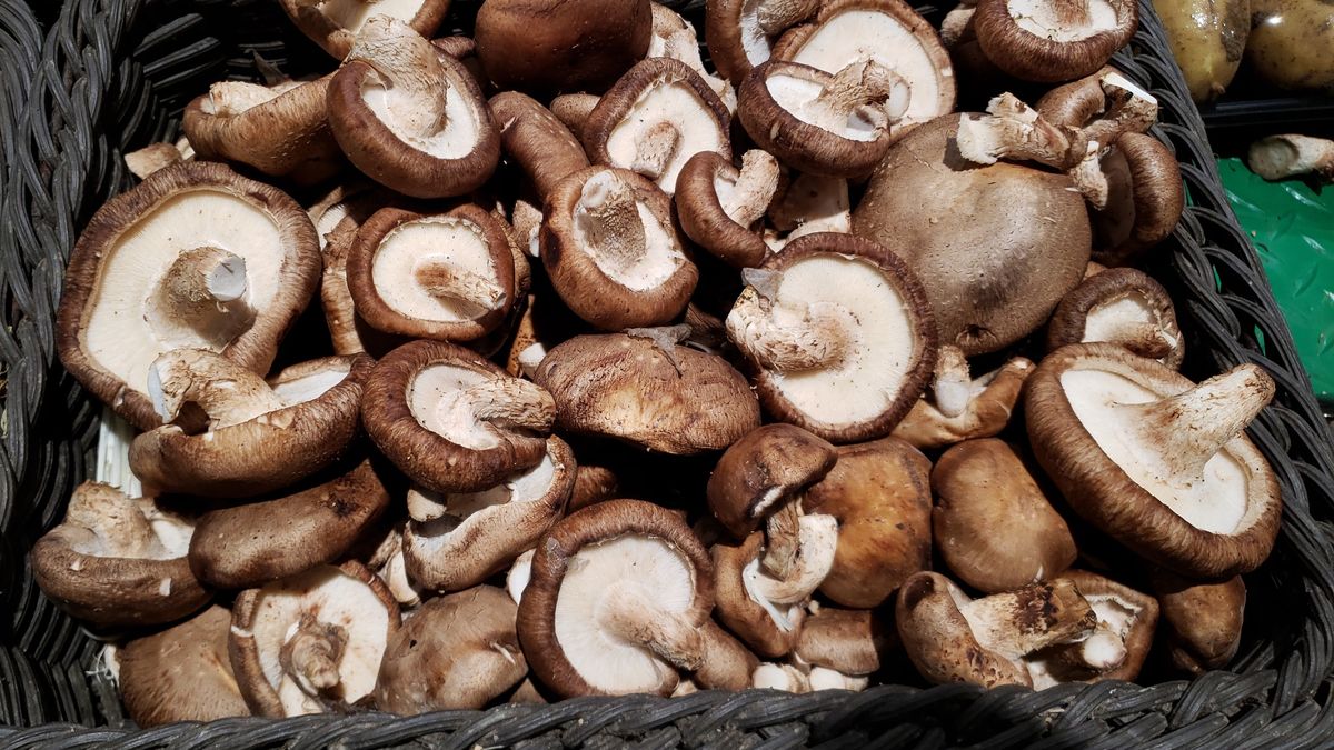 Dlaczego warto jeść grzyby shitake?