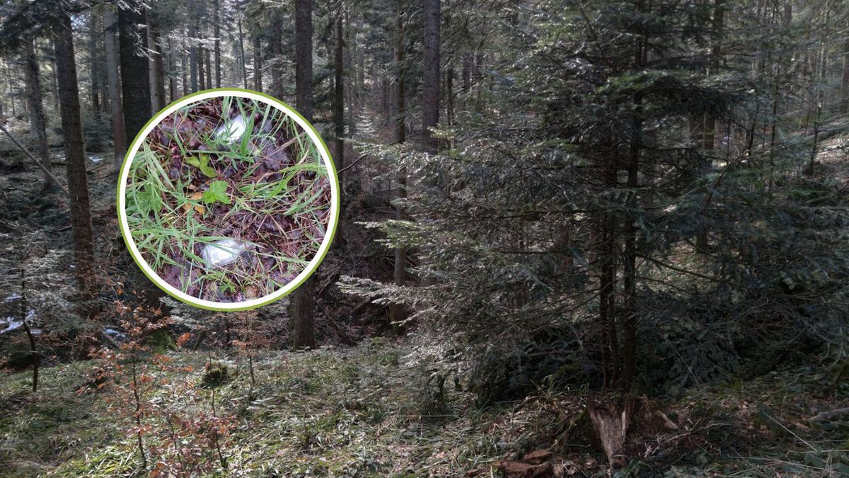 Akcja Nadleśnictwa Pisz. Butelki po ‘małpkach’ zalały las