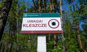 300 przypadków boreliozy w Lubuskiem. Bąblowica też groźna