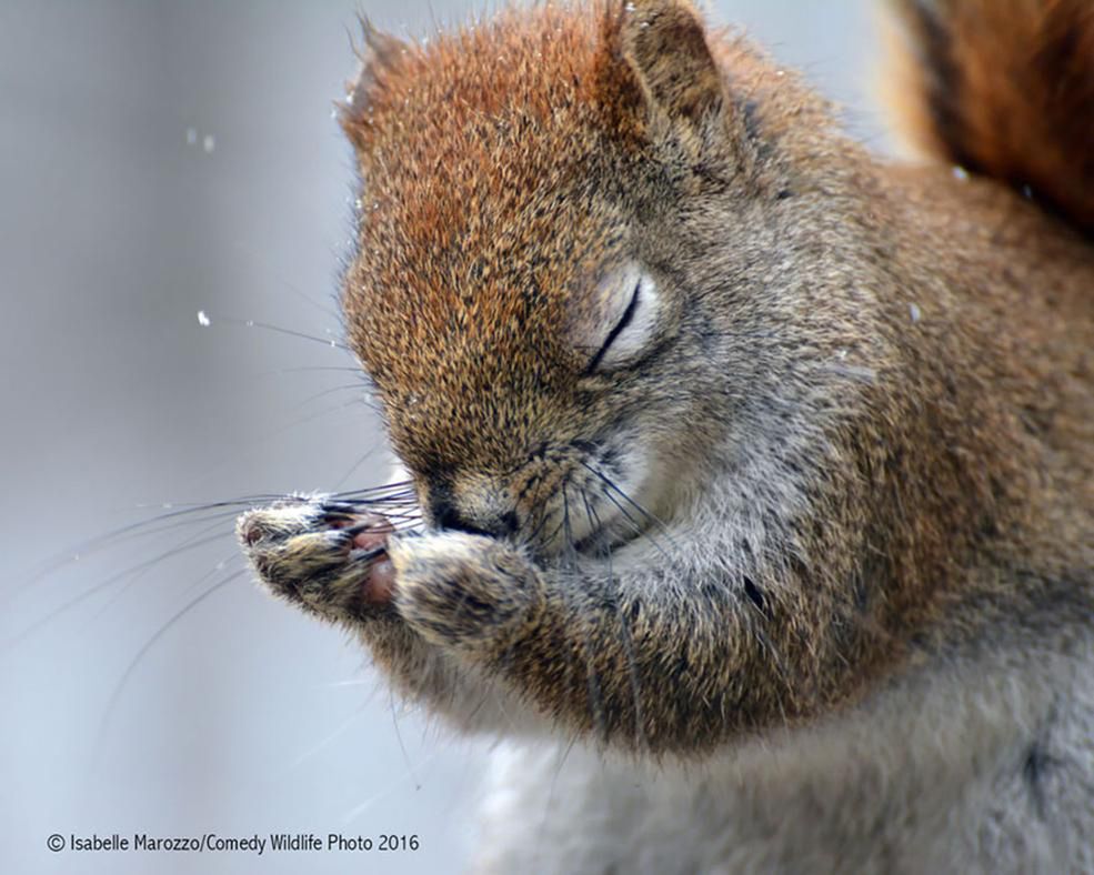 Dzikie zwierzęta wcale nie są takie straszne. Oto najzabawniejsze zdjęcia z konkursu Comedy Wildlife Photography Award 4