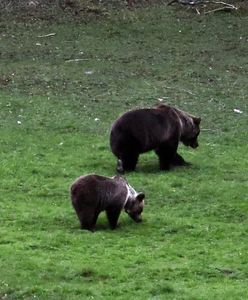 Słowak poszedł na grzyby. Zaatakowała go niedźwiedzica