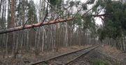 Przewrócone drzewo na torach. Pociągi miały wielkie opóźnienia