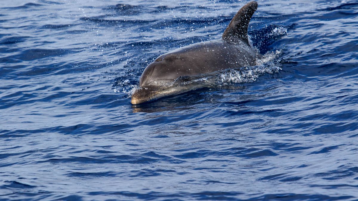 Delfiny żyją coraz krócej