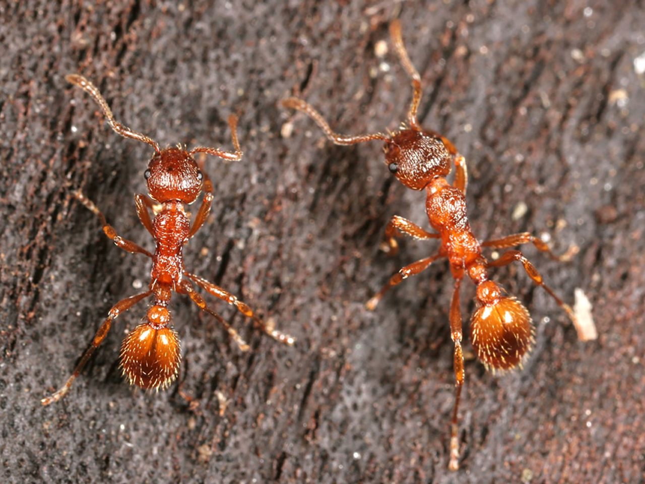 Europejskie mrówki skutecznie przeganiają pająki. Trzeba na nie jednak uważać - Robotnice wścieklicy zwyczajnej.